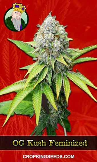 og-kush-feminized-image