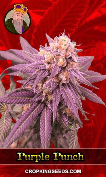 purple-punch-feminized-image