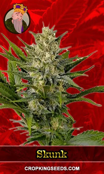 skunk-feminized-image