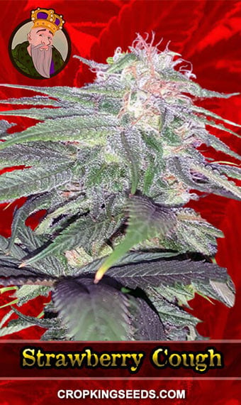 strawberry-cough-feminized-image