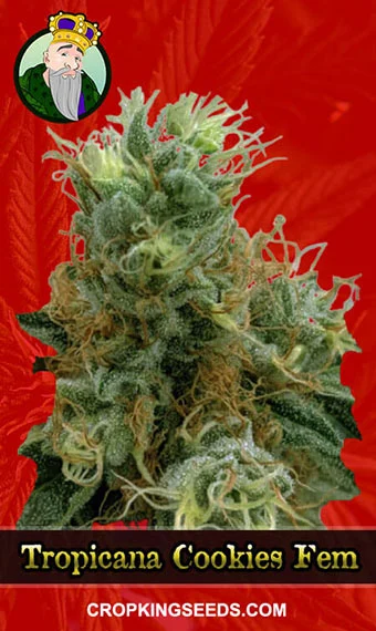 tropicana-cookies-feminized-image