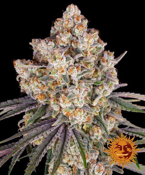 ice-cream-cake-image