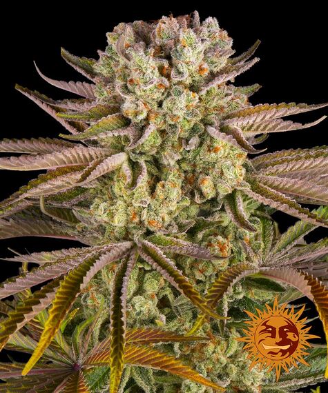 pineapple-express-image