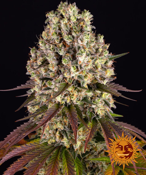 sour-diesel-image