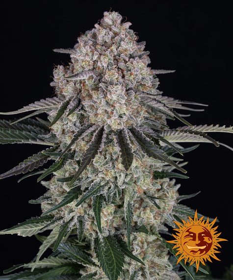 sour-diesel-auto-image