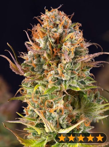 5star-auto-orange-bud-image