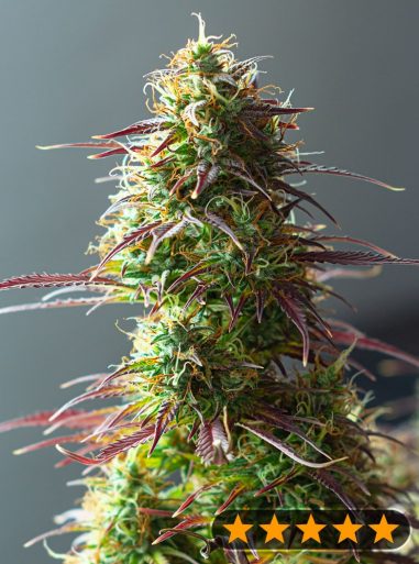 5star-auto-strawberry-haze-image