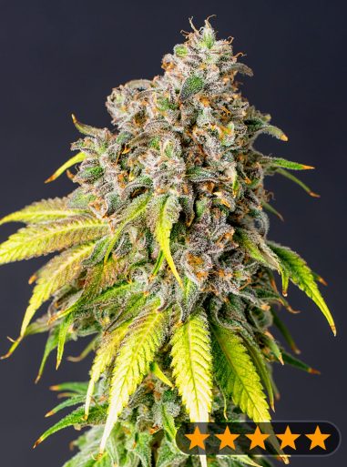 60-day-grapefruit-auto-image