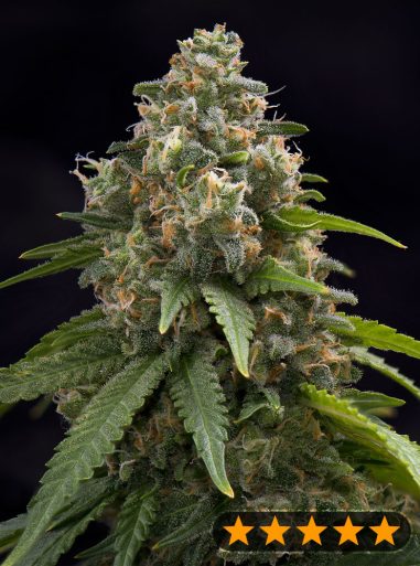 creamy-caramel-f1-early-harvest-image