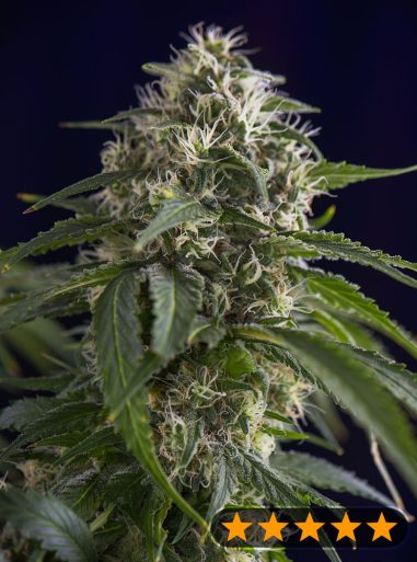 gorilla-sherbet-f1-early-harvest-image