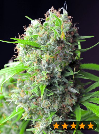 killer-kush-f1-early-harvest-image