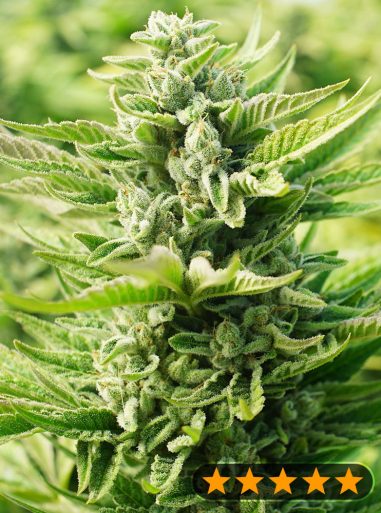 og-kush-original-image