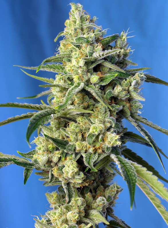 sweet-amnesia-haze®-image