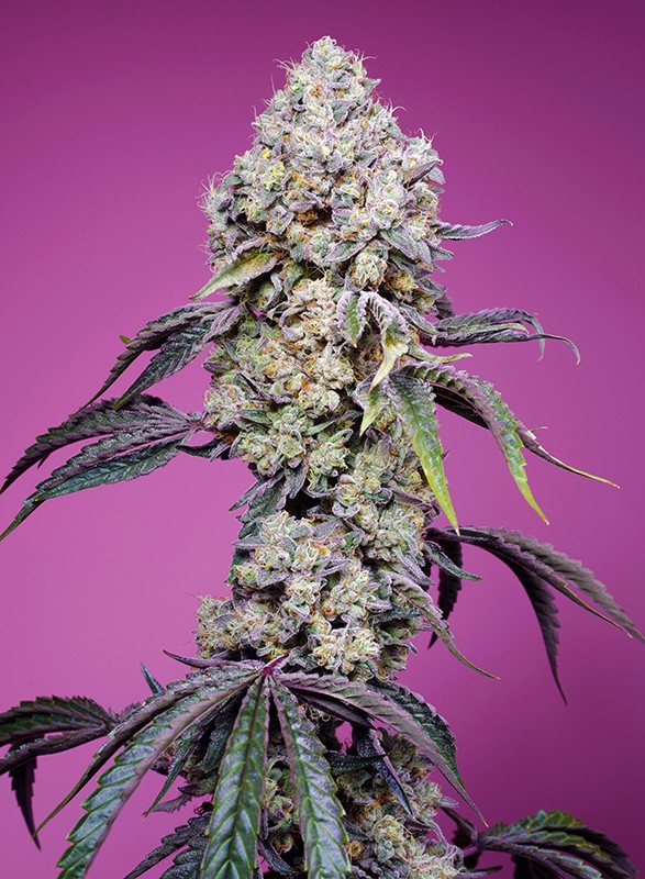 sweet-mandarine-zkittlez-f1-fast-version®-image