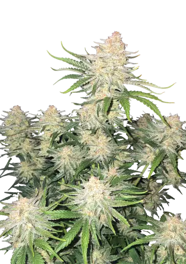 frostbanger-auto-image