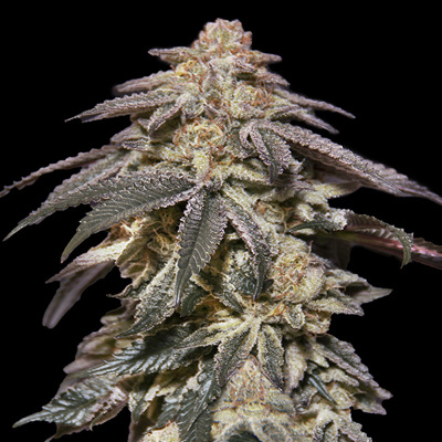 Auto Apple Bananas fem. 00 Seeds
