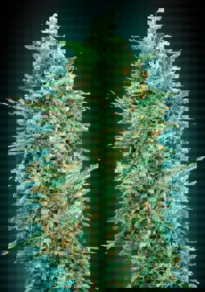 Auto Northern Lights XXL