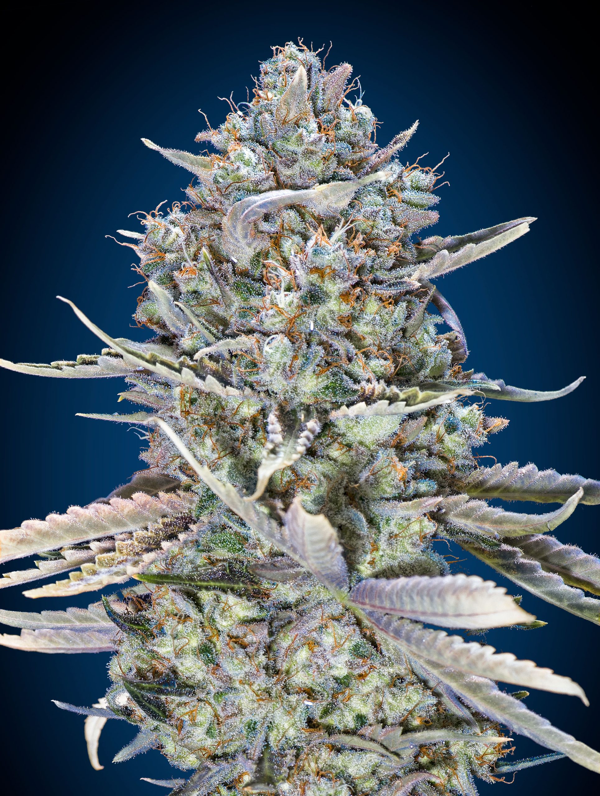 blue-dream-fast-image