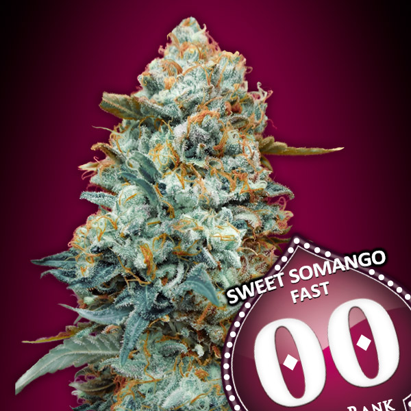 sweet-somango-fast-image