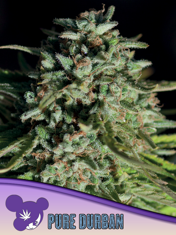pure-durban,-landraces-image
