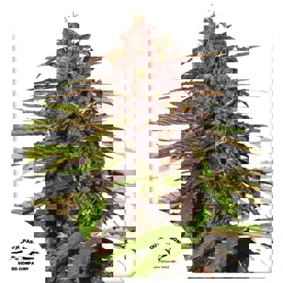 Auto Forbidden Cherry