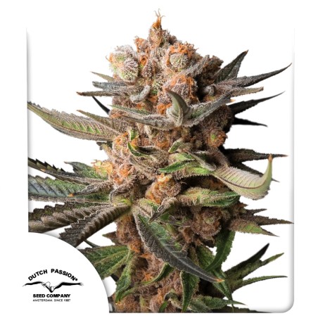 Auto Frozen Biscotti