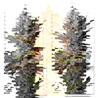 Auto Frozen Biscotti