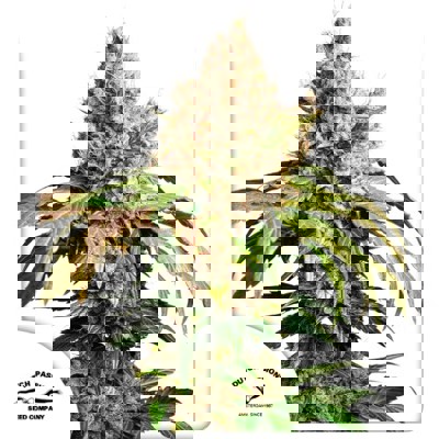 Auto Red Tropicana Cookies