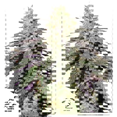 Auto Skywalker Haze®