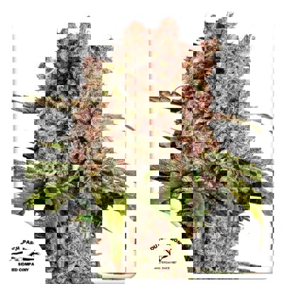 Auto Strawberry Soda