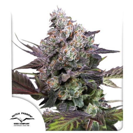 candy-bubatz-xl-image