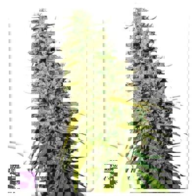 Kees' Old School Haze