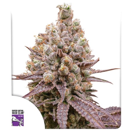 purple-og-punch-image
