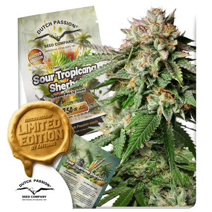 sour-tropicana-sherbet-image