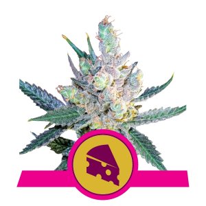 royal-cheese-(fast-flowering)-image