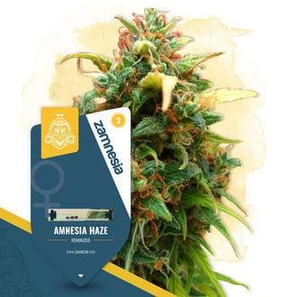amnesia-haze-image