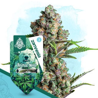 animal-mints-autoflower-image