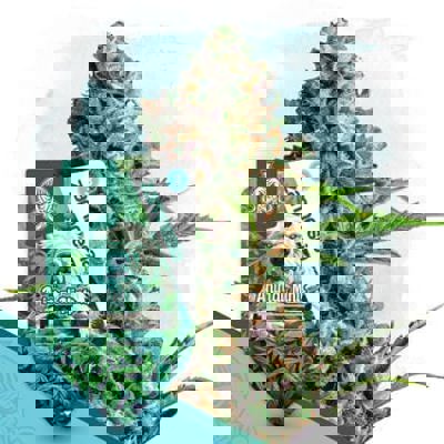 Animal Mints Autoflower