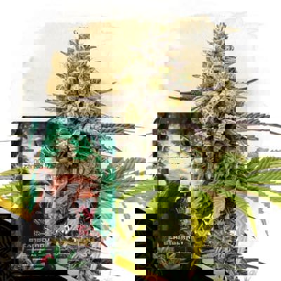 Bearberry Autoflower