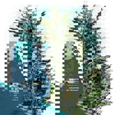 Blue Monster Autoflower