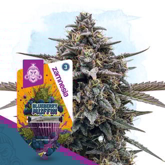 blueberry-crumble-autoflower-image