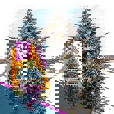 Blueberry Crumble Autoflower