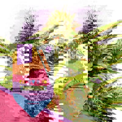 Candy Rain Autoflower