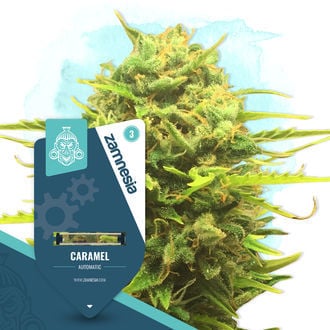 caramel-autoflower-image