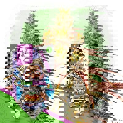 Chem Brulee Autoflower