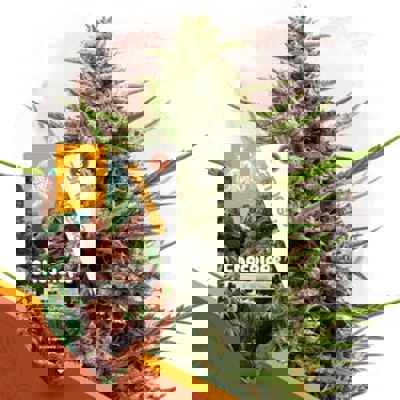 Chocolope Autoflower