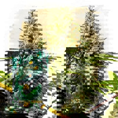 Citrus Venom Autoflower