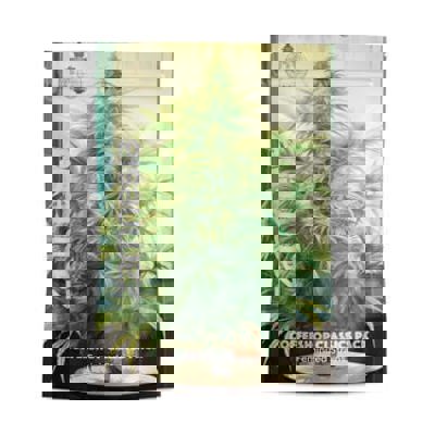 Coffeeshop Classics Pack - Strains