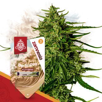 do-si-dos-f1-autoflower-image