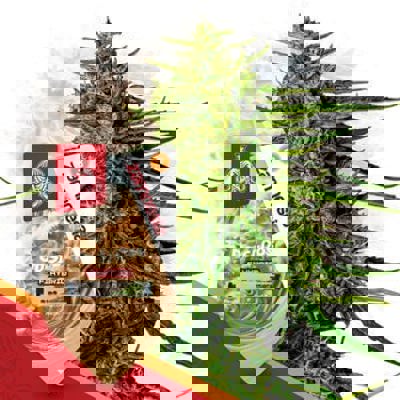 Do-Si-Dos F1 Autoflower